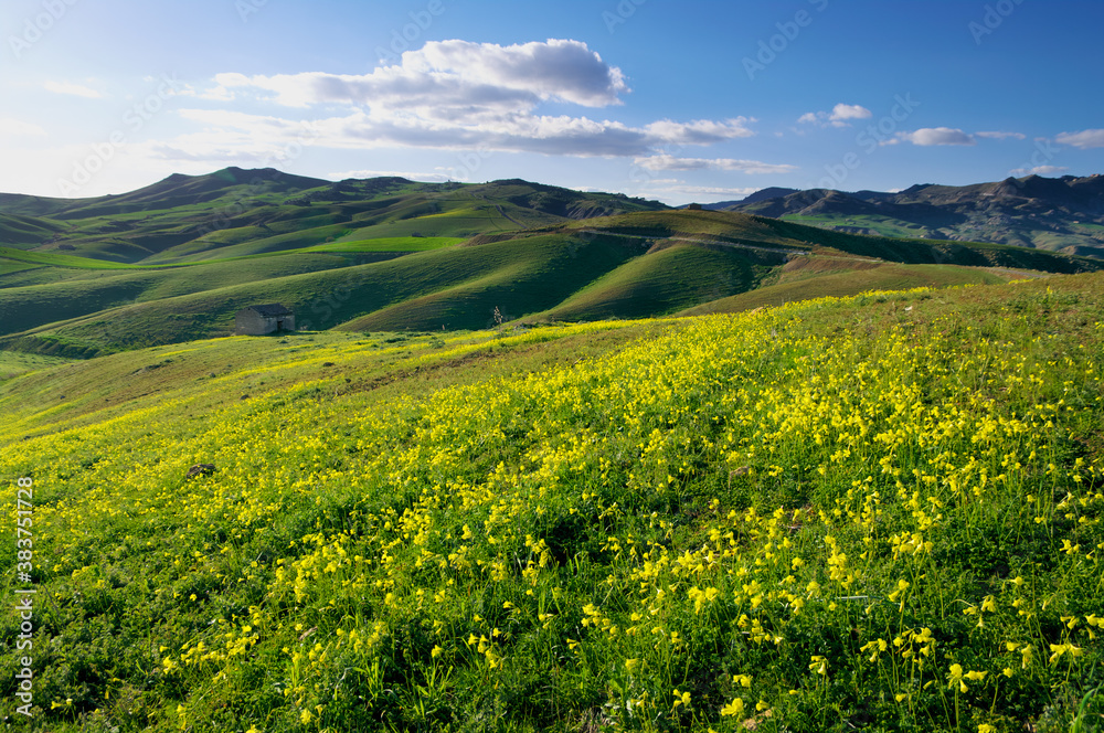 Flowering Rolling Hills Of A Sicily Landscape With Green Grass Fields In The Evening