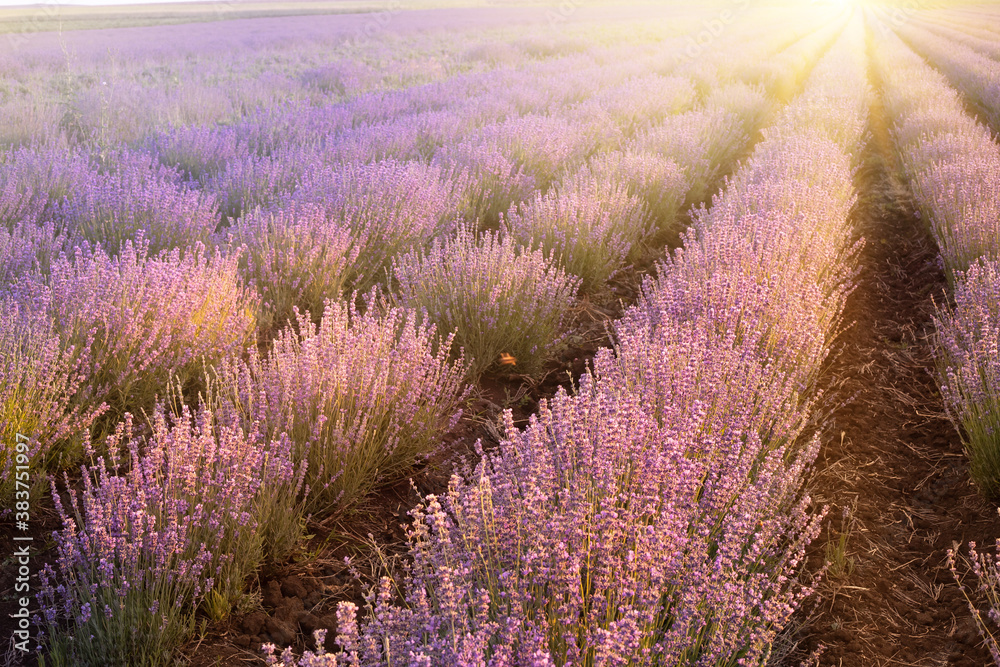 Fototapeta premium Blooming violet lavender field on sunset sky.