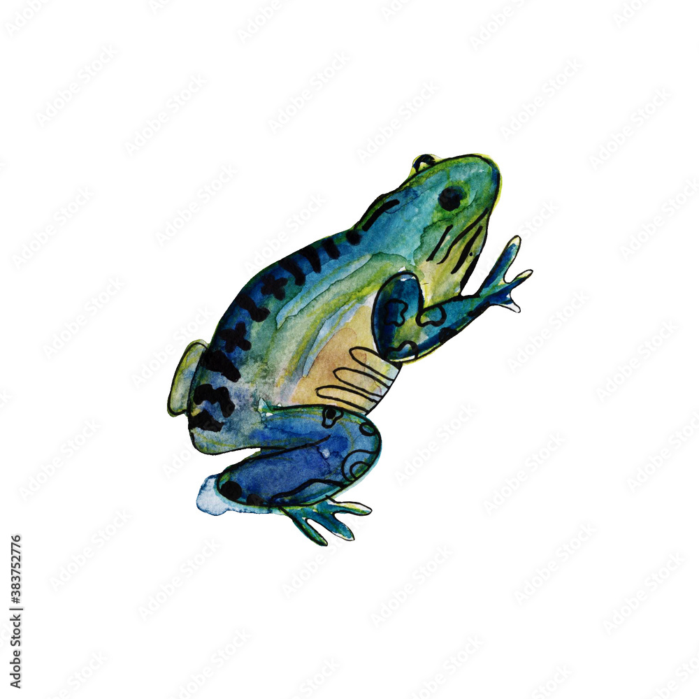 Fototapeta premium Watercolor colorful frog with black outline. Animal illustration.