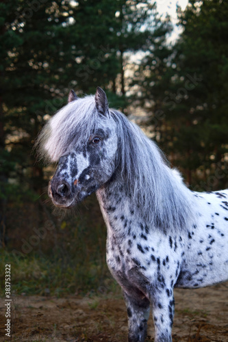 Horse in the woods