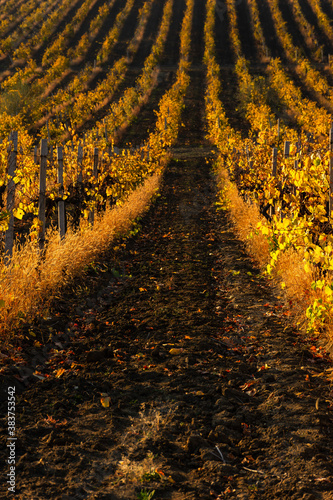 Landscape with autumn rows of vineyards. Colorful Sunny autumn background. Grape growing. Beautiful Golden vineyards. Yellow straight planted rows.