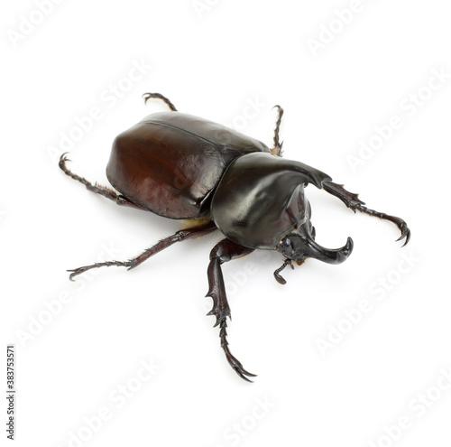 Close up of thai rhinoceros beetle wilderness isolated on a white backgroundI