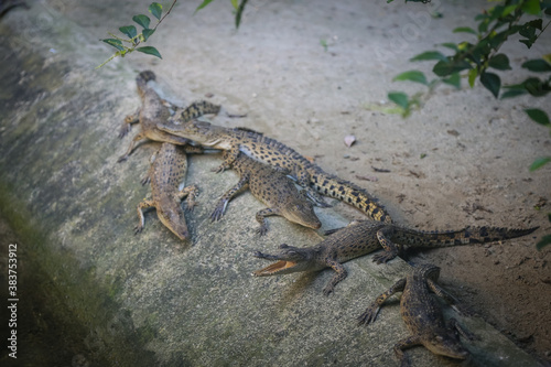 large crocodile resting inside the cage