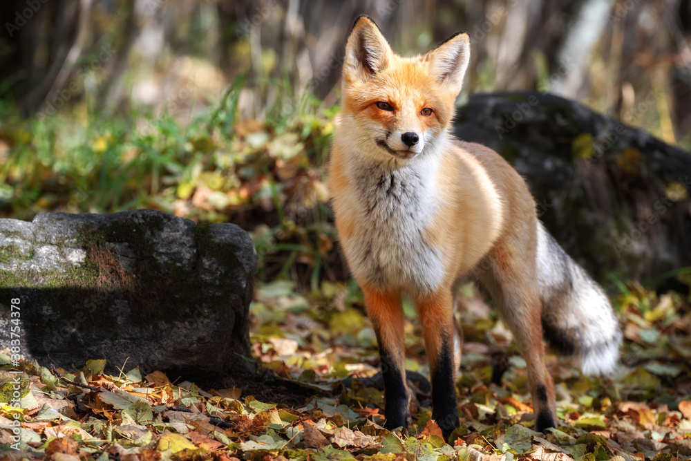 Fototapeta premium red fox, wide shot of fox making funny faces