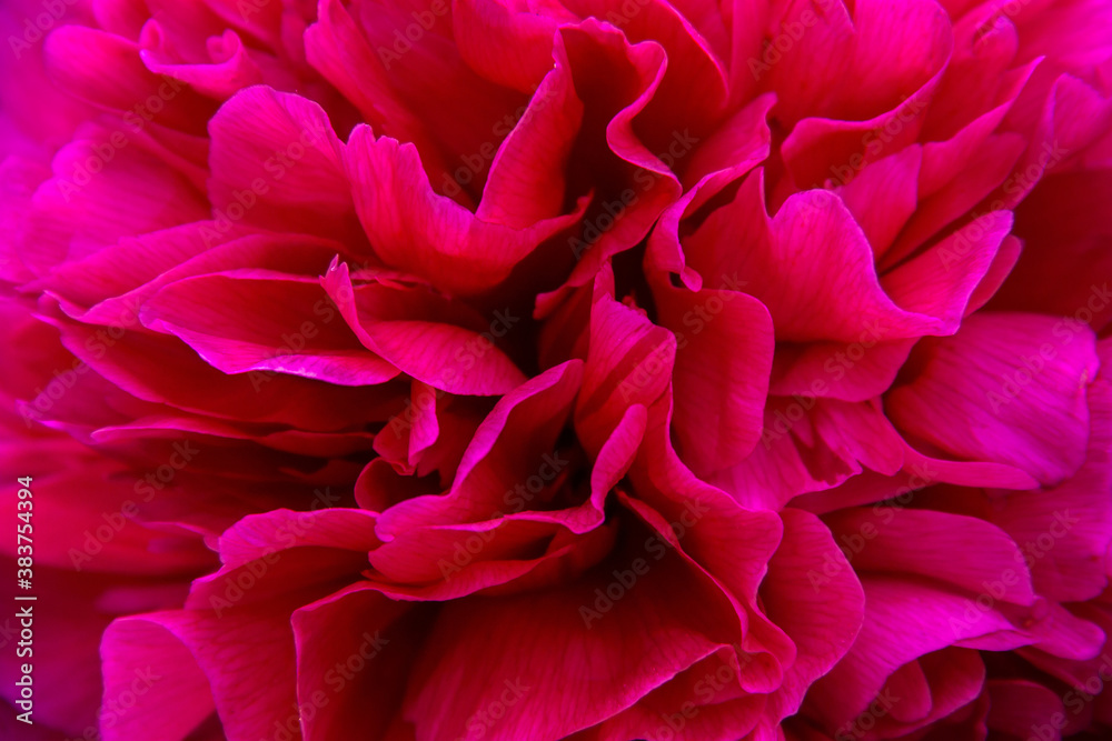 Pink peony flower close up. Focus on the edges of the petals, shallow depth of field.