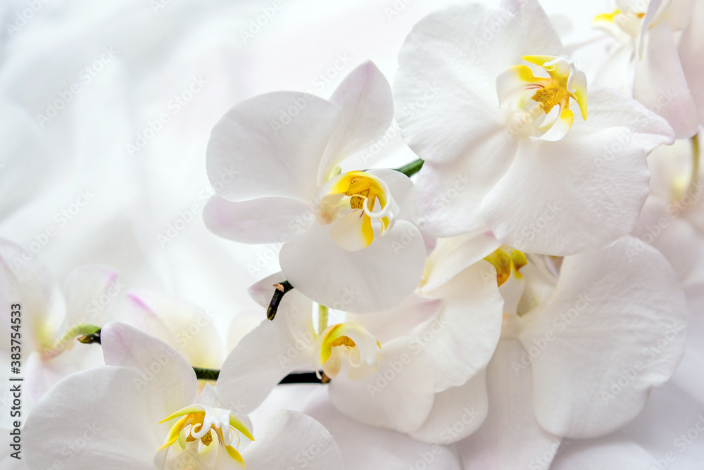The branch of white orchids on white fabric background
The branch of white orchids on white fabric background