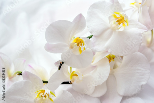 Fototapeta Naklejka Na Ścianę i Meble -  The branch of  white orchids on white fabric background
