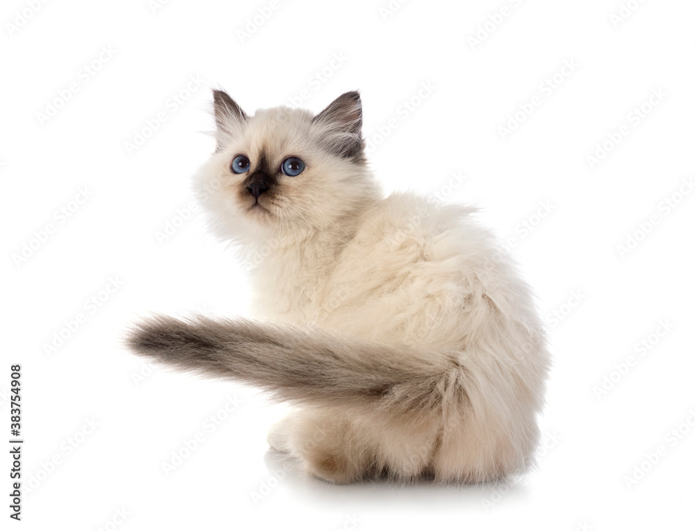 birman kitten in studio