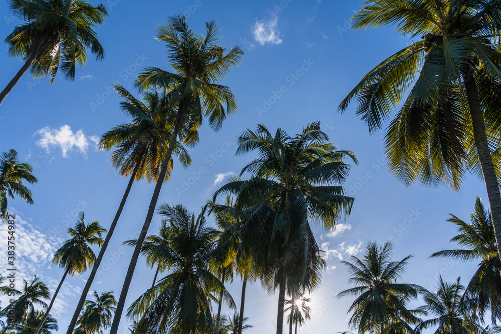 Bottom up view of a coconut trees against blue sky on a sunny morning