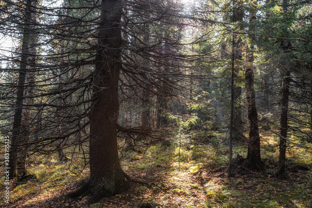 Fototapeta premium Natural Forest of Spruce Trees, Sunbeams through Fog create mystic Atmosphere
