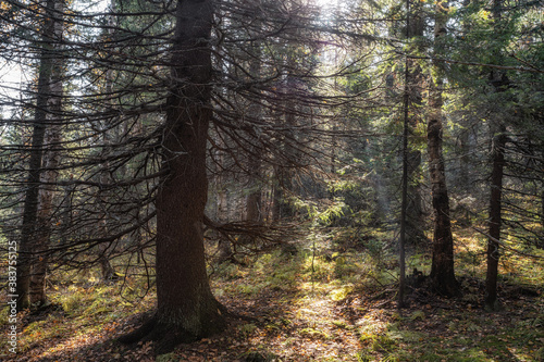 Natural Forest of Spruce Trees, Sunbeams through Fog create mystic Atmosphere