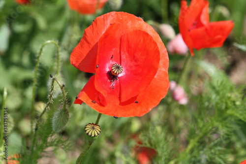 red poppy in a field
