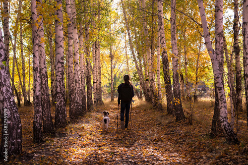 The figure of a girl with a backpack and a dog go along a birch alley in autumn. The view from the back