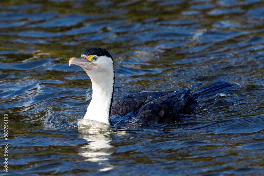 Fototapeta premium Pied Shag / Cormorant in New Zealand