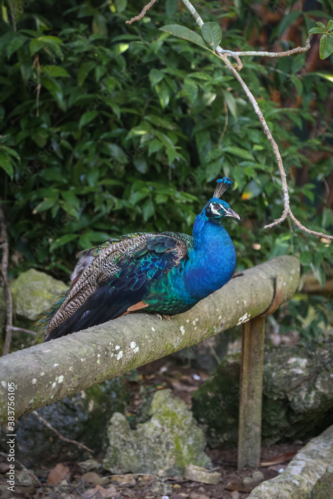 Peacock at a zoo Peacock at a zoo