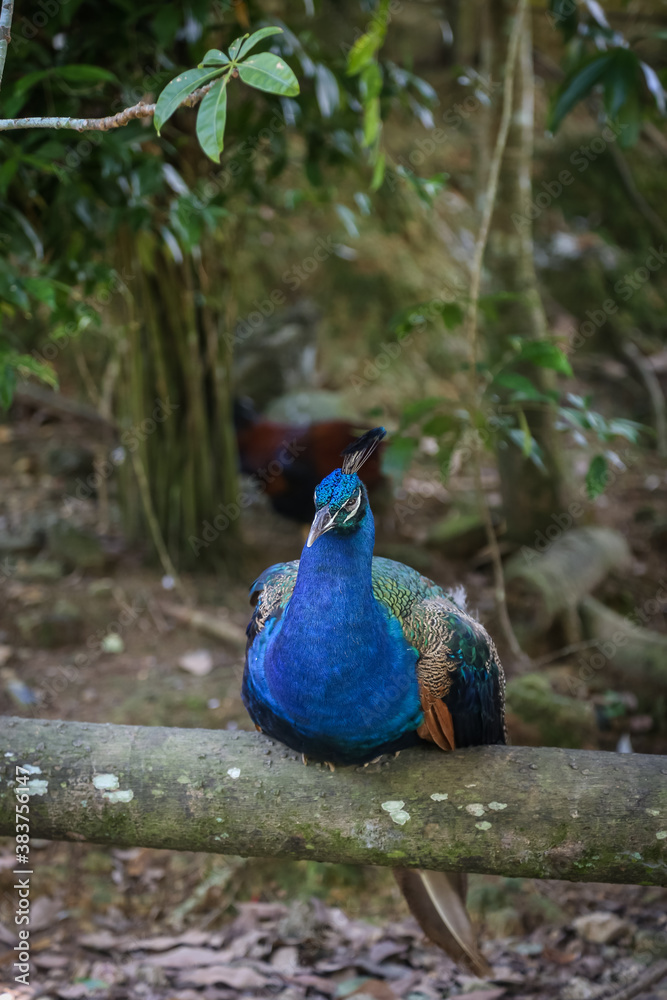 Fototapeta premium Peacock at a zoo