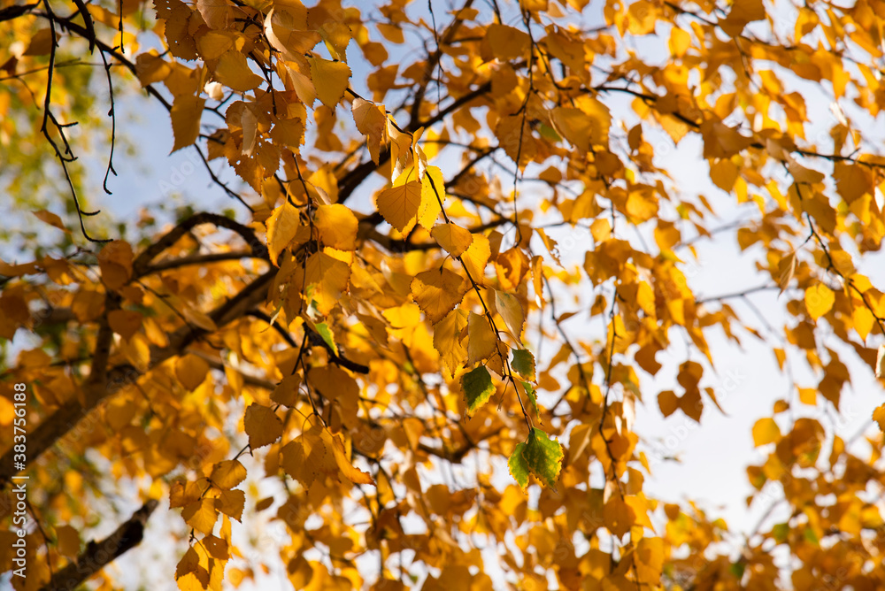Autumn yellow birch leaves against the sky on a Sunny day.