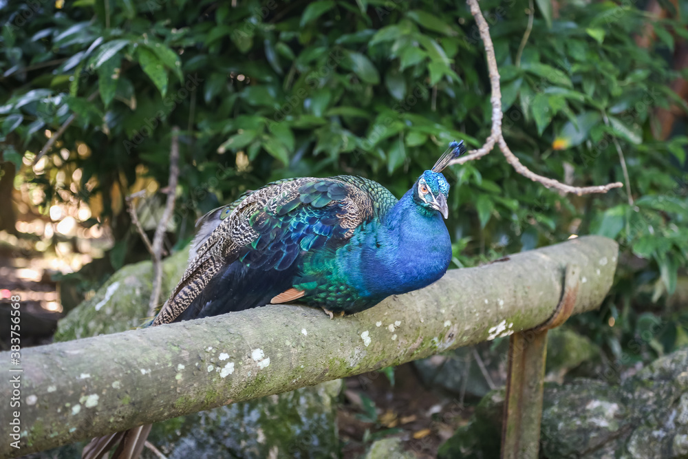 Fototapeta premium Peacock at a zoo