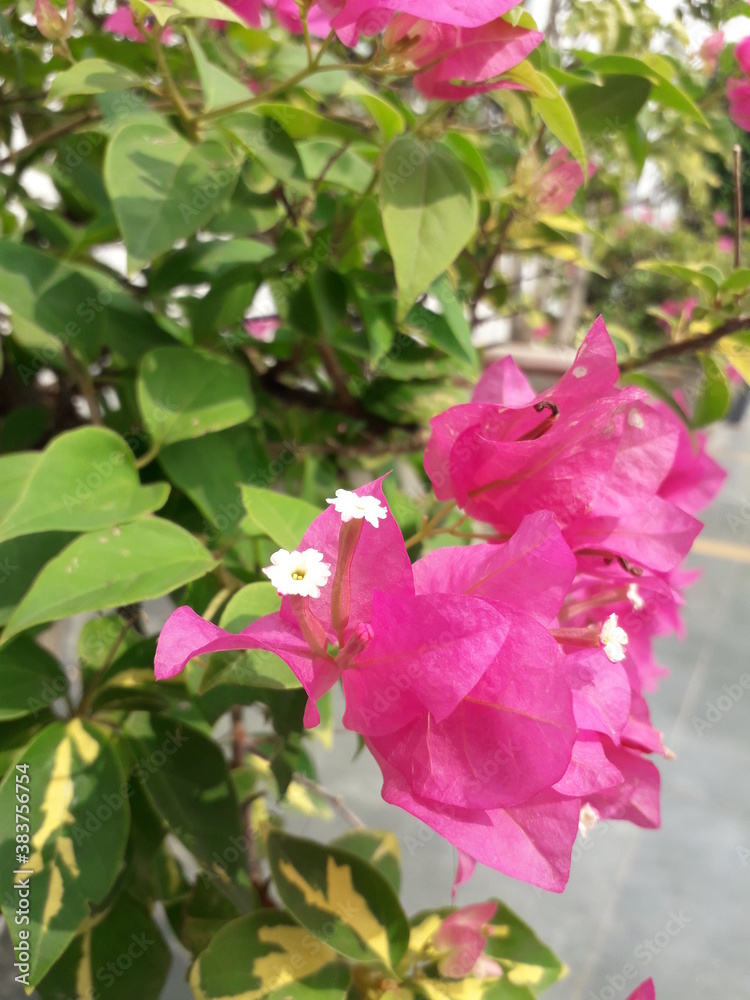 pink summer flower bougainvillea