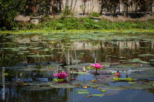 Lotus or water lily