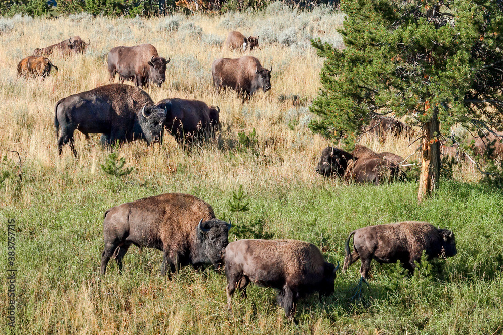 Bison (Bison bison) in Yellowstone National Park, USA Bison (Bison bison) in Yellowstone National Park, USA