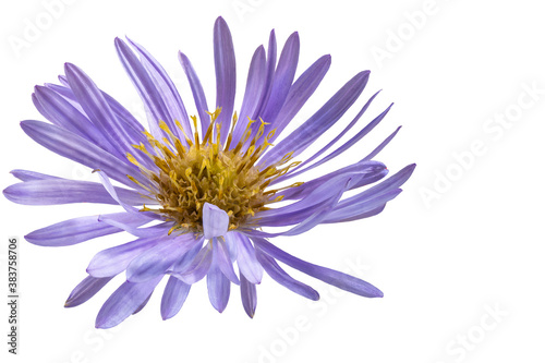 Alpine aster flower. White isolated background. Close-up. Macro shooting. Concept for printing and design © Anoo
