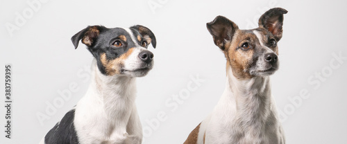 Two brown  black and white Jack Russell Terrier heads  copy space  banner or social media