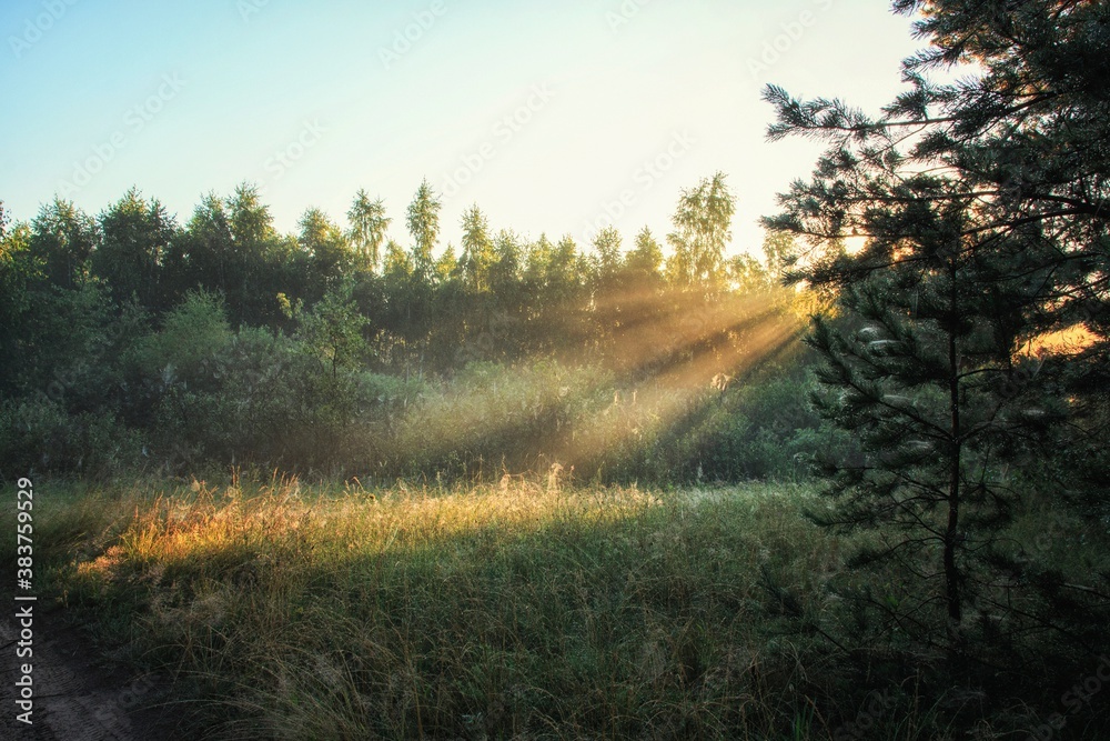 Sun rays in the forest