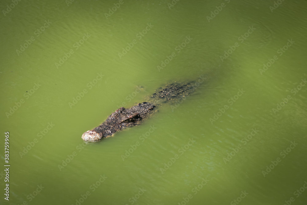 large crocodile resting inside the cage large crocodile resting inside the cage