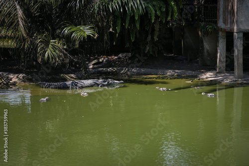 large crocodile resting inside the cage