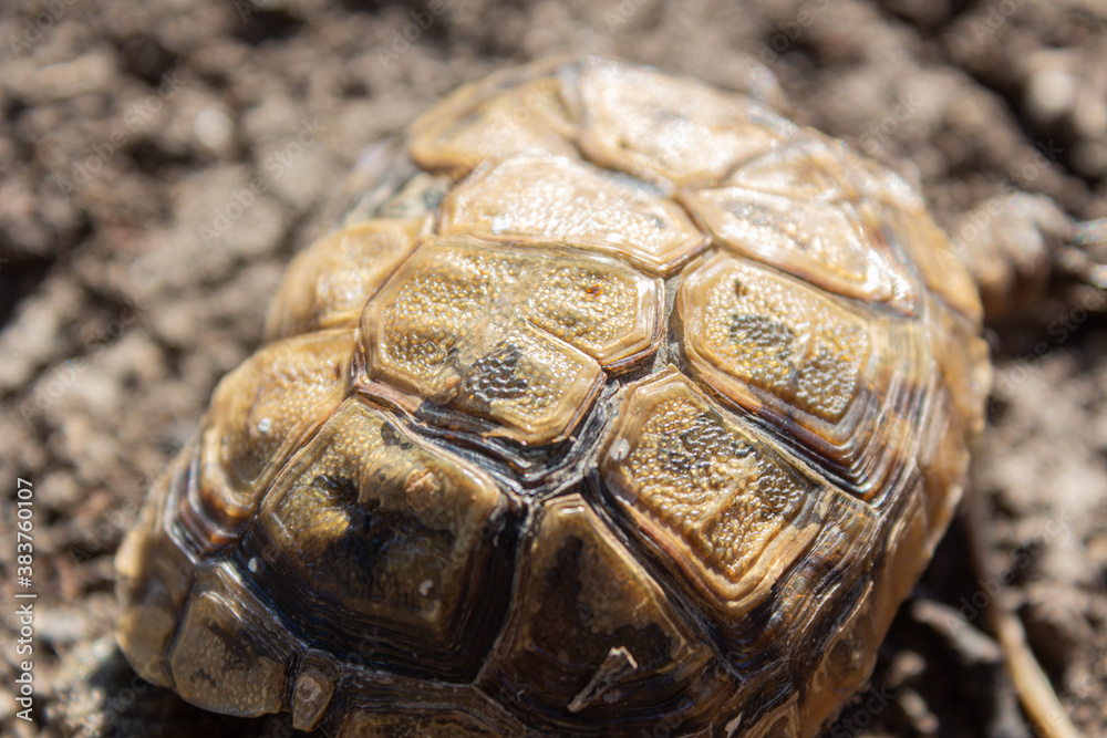 textured shell of a small turtle close up textured shell of a small turtle close up