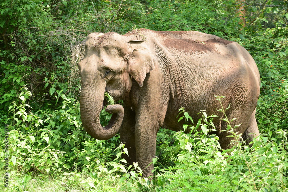 Elephant eating food in the forest