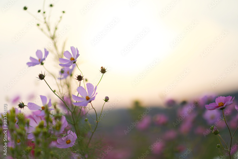 lavender flowers in the field lavender flowers in the field