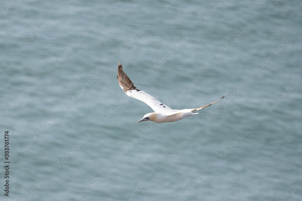 A single white and yellow gannet flies through the sky, blue, gray sea in background A single white and yellow gannet flies through the sky, blue, gray sea in background