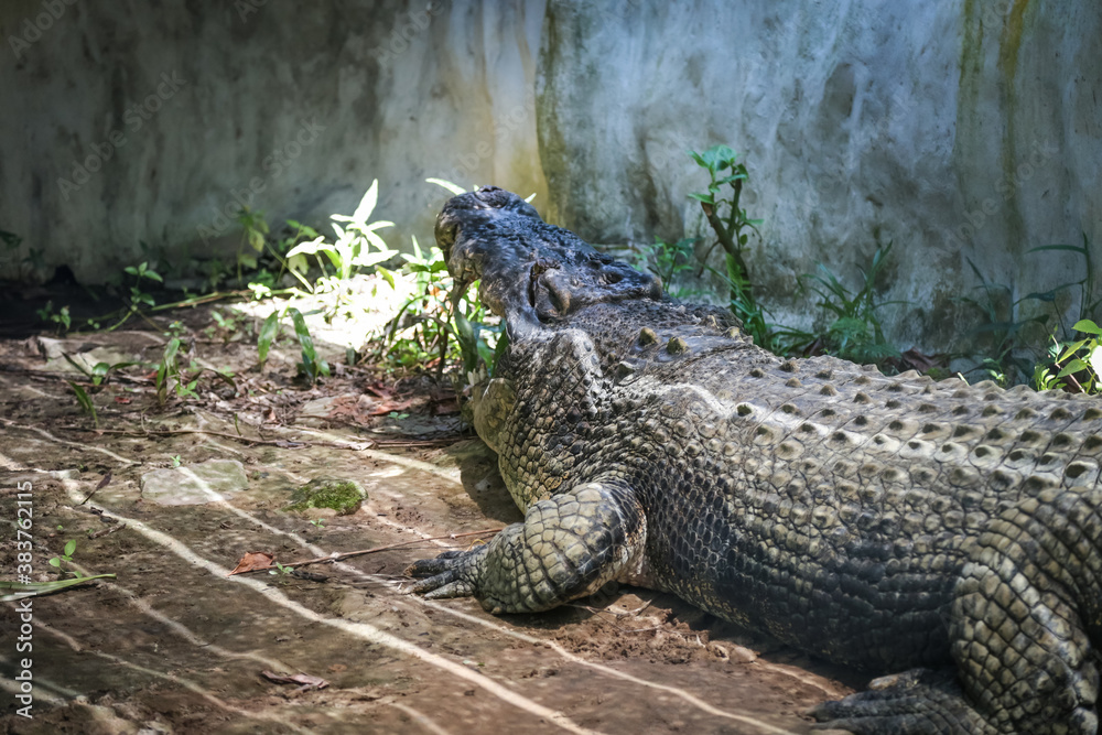 Large crocodile resting inside the cage Large crocodile resting inside the cage