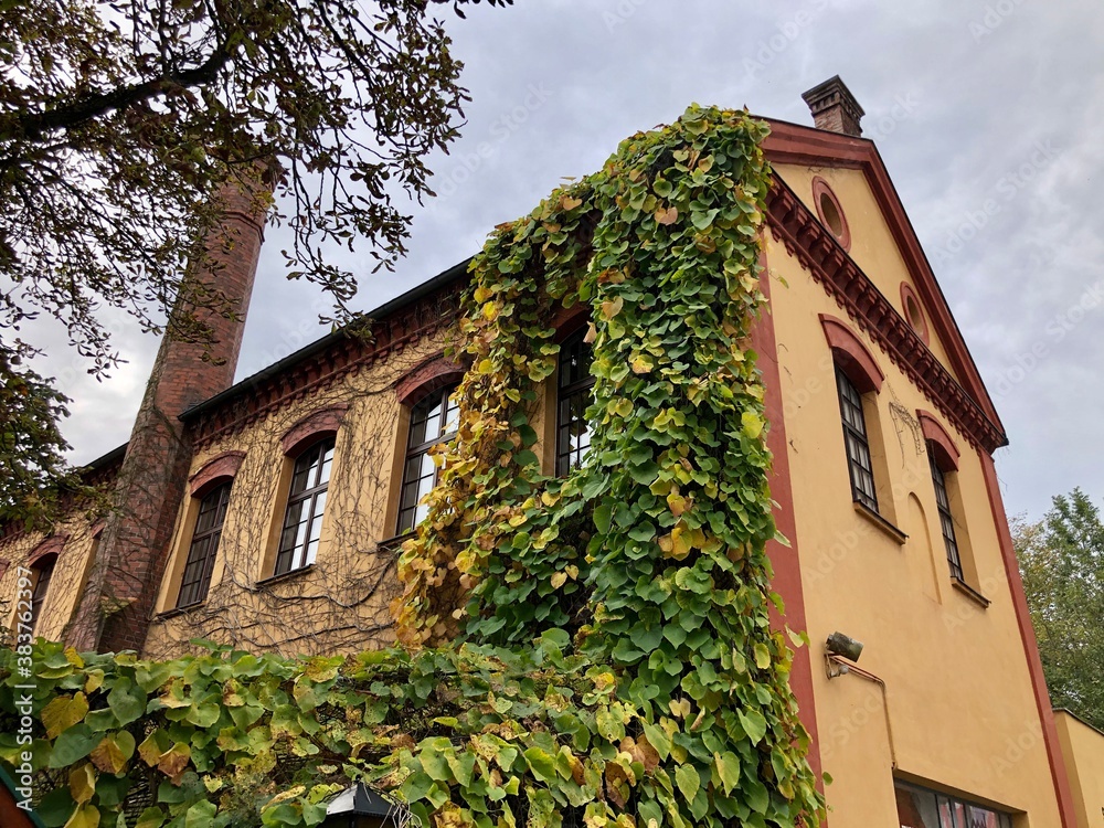 Altes Fabriksgebäude mit Pflanzen verwachsen in Steyr, Oberösterreich