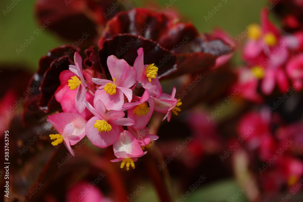 Begonia semperflorens or Wax Begonia is used as an outdoor ornamental plant. It is a compact, mounded, succulent, fibrous rooted plant with fleshy stems and green to bronze leaves Begonia semperflorens or Wax Begonia is used as an outdoor ornamental plant. It is a compact, mounded, succulent, fibrous rooted plant with fleshy stems and green to bronze leaves