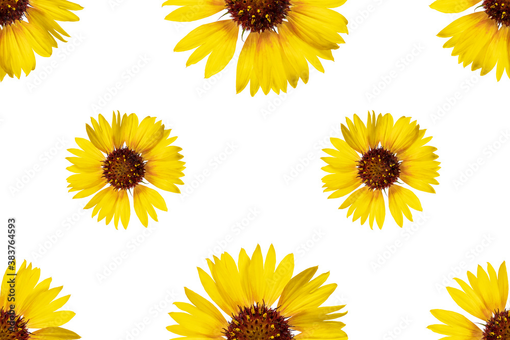 Floral seamless pattern from rudbeckia flowers. White isolated background. Close-up. Macro shooting. Concept for printing and design. Floral seamless pattern from rudbeckia flowers. White isolated background. Close-up. Macro shooting. Concept for printing and design.