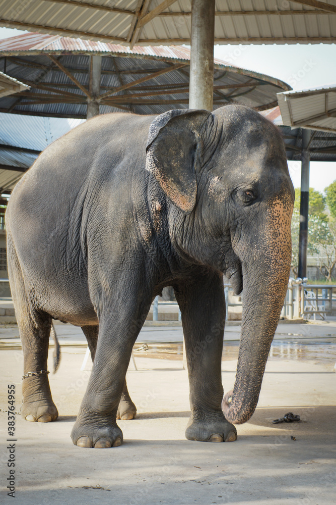 Fototapeta premium Elephant at the zoo in thailand