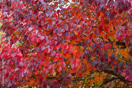 Autumn tree with red and orange leaves. 