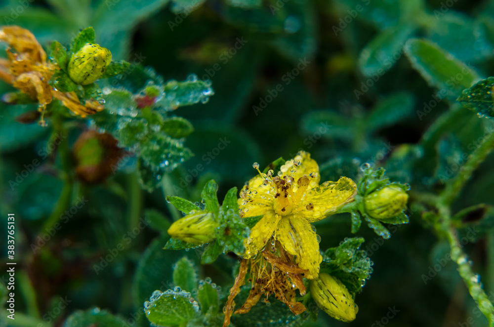 DEW DROPS ON FLOWERS - Wet autumn morning on a sunny meadow
DEW DROPS ON FLOWERS - Wet autumn morning on a sunny meadow