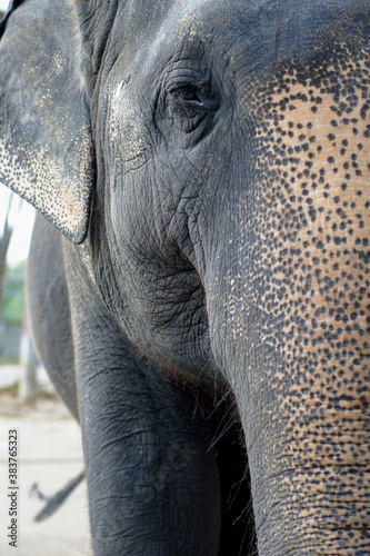 Elephant eye at the zoo
