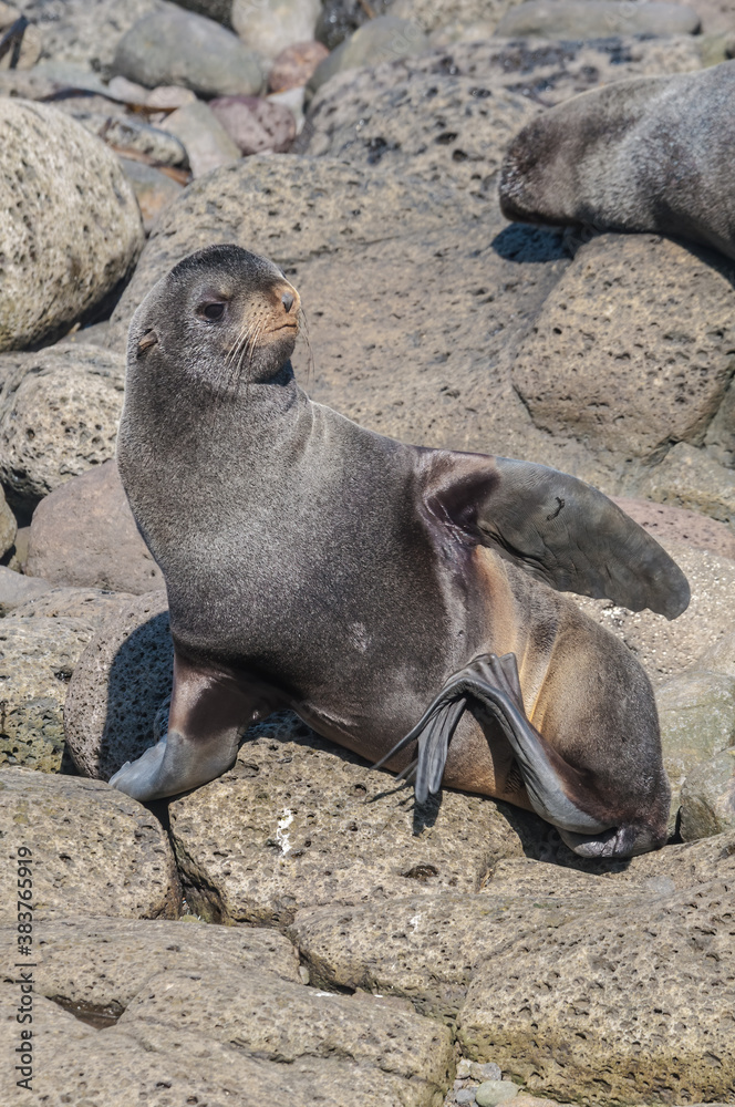 Fototapeta premium Northern Fur Seal (Callorhinus ursinus) at hauling-out in St. George Island, Pribilof Islands, Alaska, USA