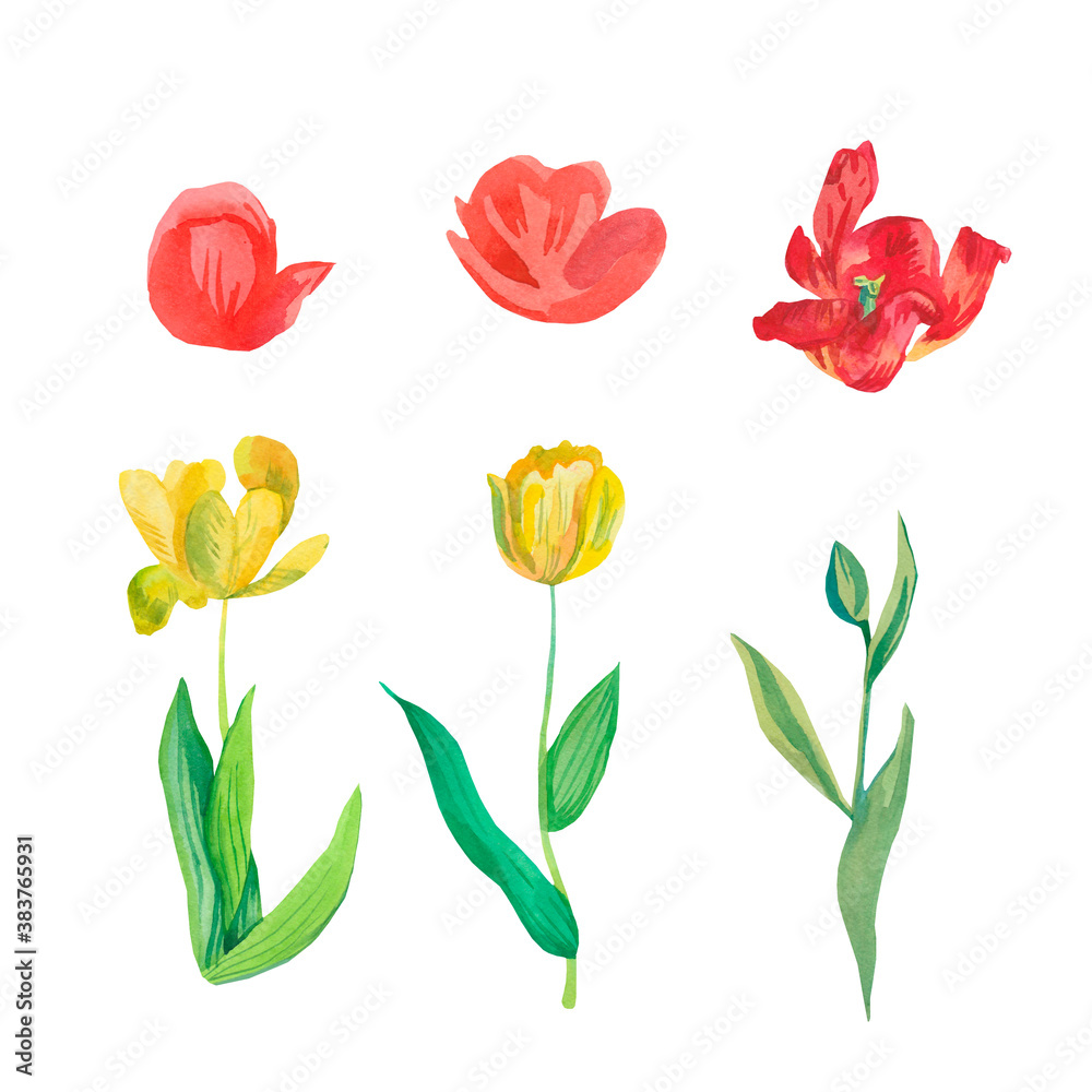 Set of watercolor tulips in yellow and red colours.Clip art botanical illustrations hand drawn.Collection of spring flowers on white isolated background.Design for cards,packaging,social networks.