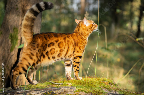 Bengal domestic cat walks on a log.