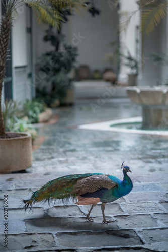 Peacock walking inside a luxury home in Cuba