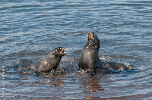 Northern Fur Seal (Callorhinus ursinus) at hauling-out in St. George Island, Pribilof Islands, Alaska, USA