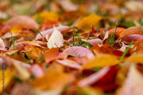 Herbst Laub Kirsche Färbung Herbstlaub Baum Wald Laubfärbung Jahreszeit Blätter Kirschbaum rot gelb orange Farbtöne Boden bunt Kreislauf Symbol Verfall Leben Zyklus Blattkleid Deutschland leuchten