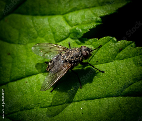 Common cluster fly sitting on a green leaf close-up photo