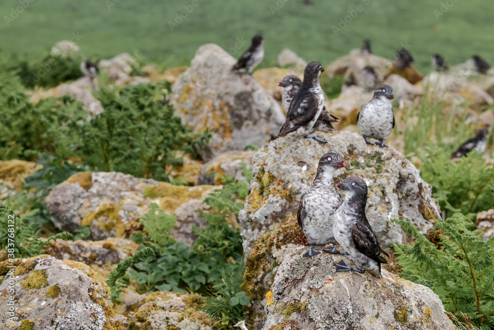 Least Auklets (Aethia pusilla) at St. George Island, Pribilof Islands, Alaska, USA Least Auklets (Aethia pusilla) at St. George Island, Pribilof Islands, Alaska, USA